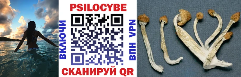 где купить наркотик  Невель  Галлюциногенные грибы Magic Shrooms 